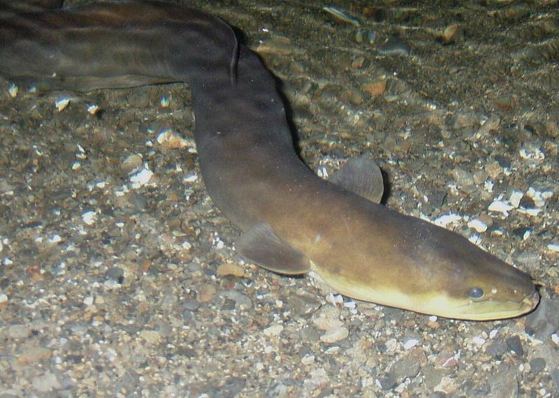 Giant Eel found in Rideau Canal
